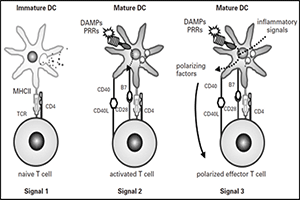 Vega, Allergol et Immunopathol. 2008